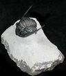 Sweet Cornuproetus Trilobite With Free-Standing Genals #27570-2